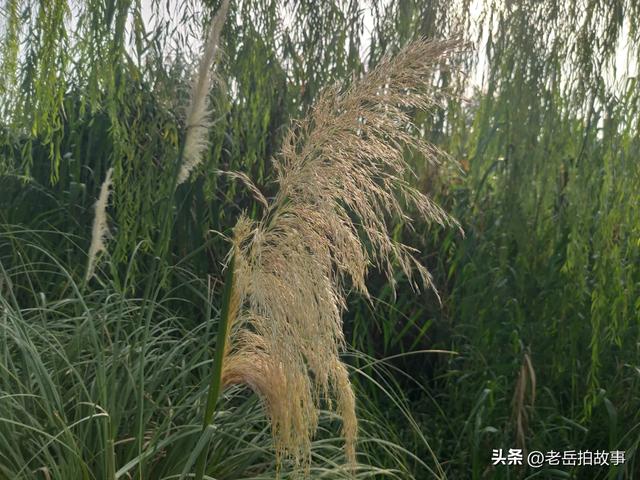 又是一年芦花开