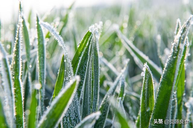 "冷不冷，就看白露"，今天白露，今年冬天冷到哭吗？有啥说法？