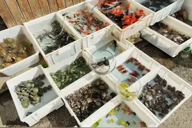 冬季买龟很便宜，网购的小草龟该怎么过冬？我建议别冬眠图片