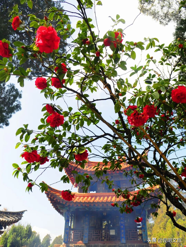 昆明限定浪漫！金殿 “花” 式浪漫等你来解锁→