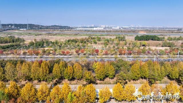 橙黄橘绿时 武汉经开区斑斓如画