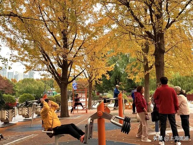 魔都秋日隐藏款！这里的银杏会“穿越”陆家嘴天际线