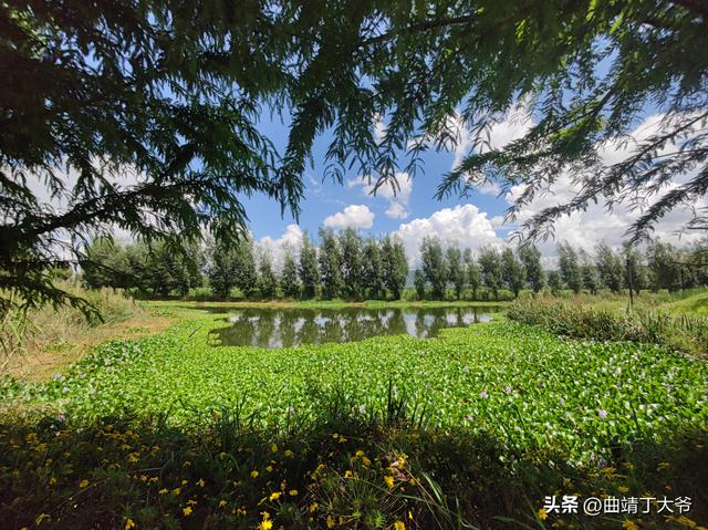 曲靖免费游玩的水乡，去了你才知道有多美