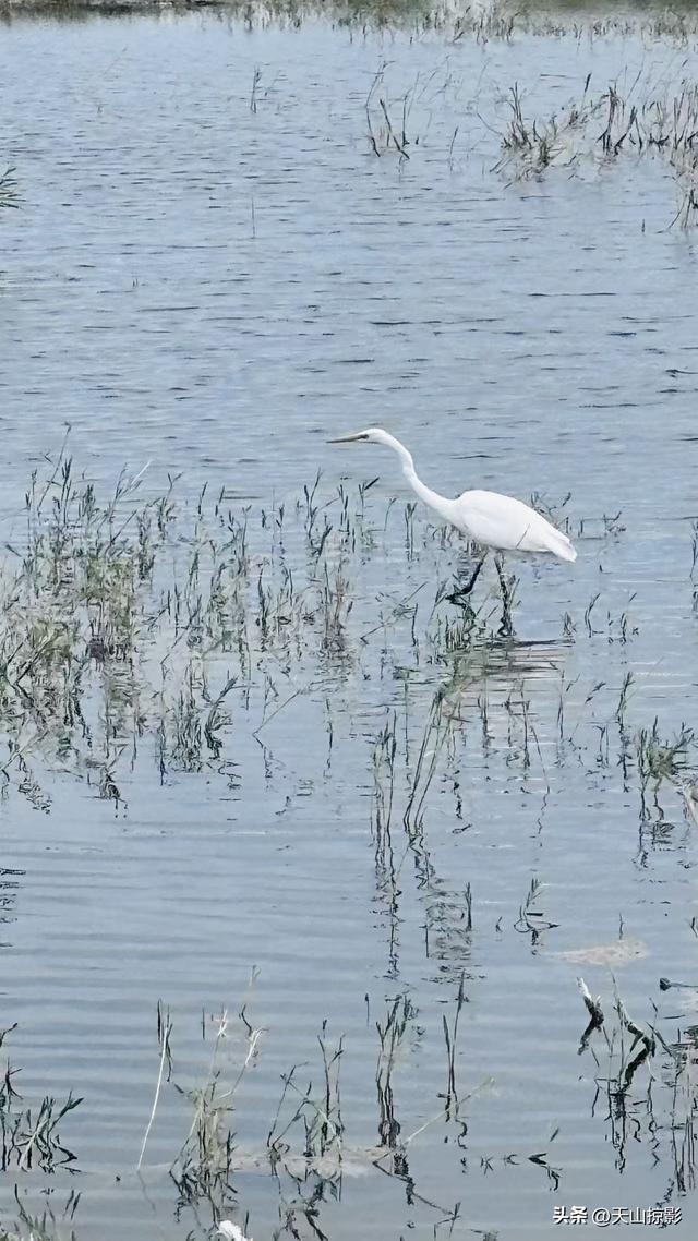 邂逅沙湖