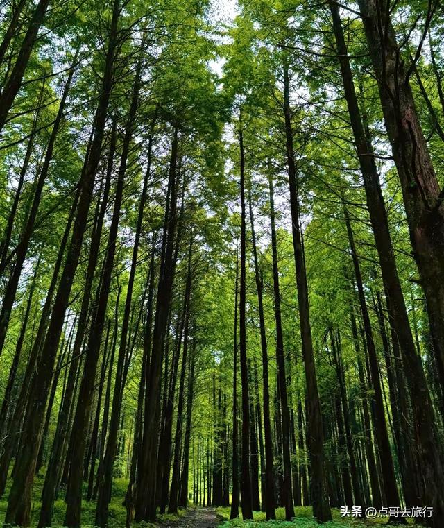 成都崇州徒步首选，被低估的森林路线，全部免费，风景超级惊艳！