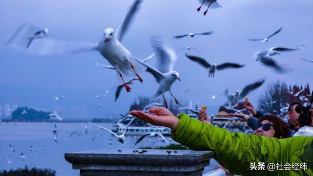 每日一景|漫步滇池湖畔·与海鸥共舞