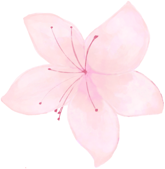 这个春天的浪漫是赣江新区给的，樱花雨的时间就在…