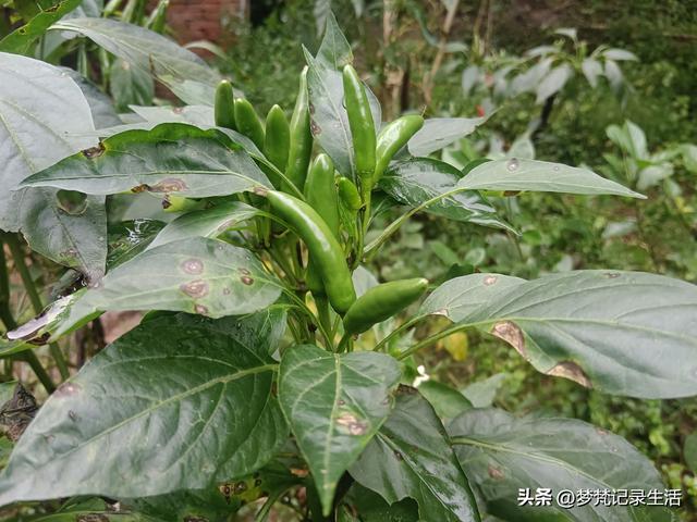 肉松的心思不难猜，低气压制造者每天都在源源不断地生产低气压