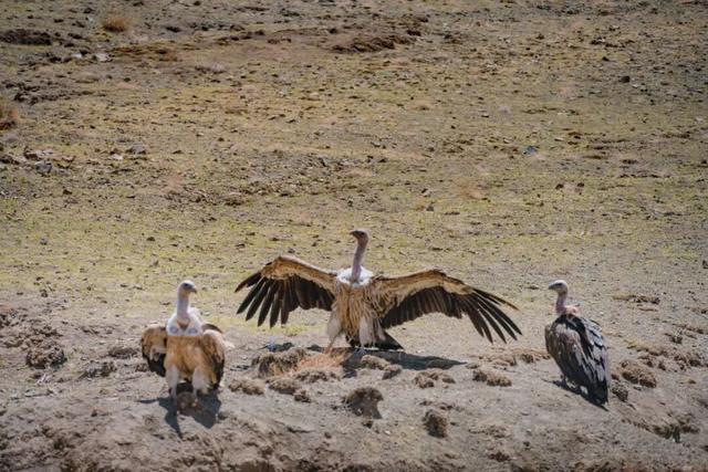 库拉岗日，“戏”真多！