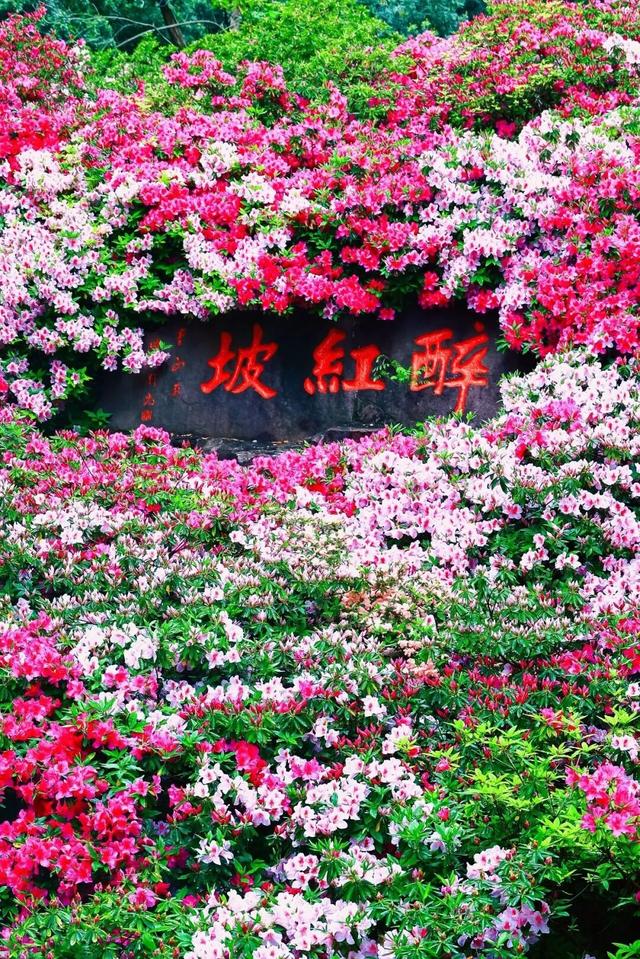 无锡这座绝美花园，免费开放了