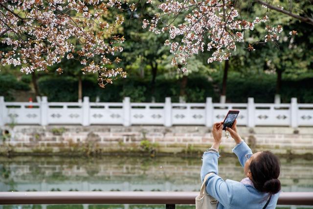 春满蓉城 花缀府河——东湖公园紫叶李盛放引市民赴春日之约