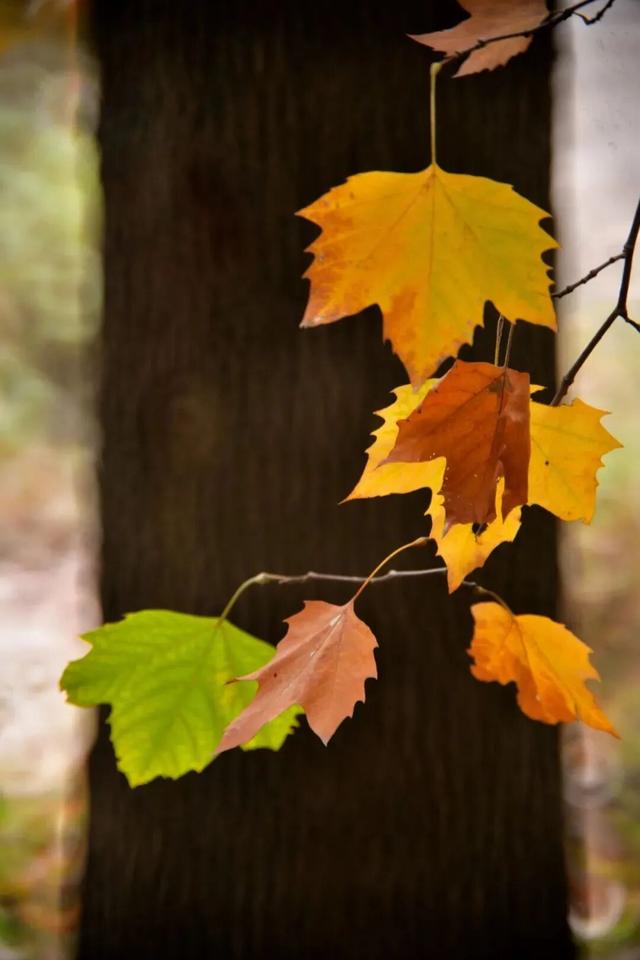 利州＝梦幻秋色打卡地