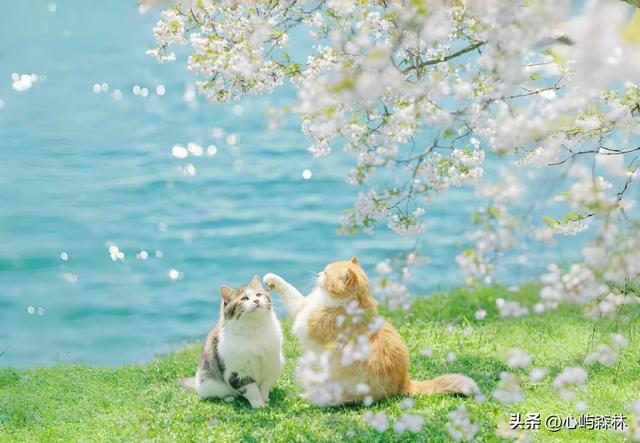 生肖猪，12月25号，接下来15天，学会转弯才是真本事！