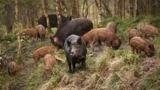 监守自盗! 2024年, 湖北一护林员在山里架980米电网, 冰柜中搜出肢体