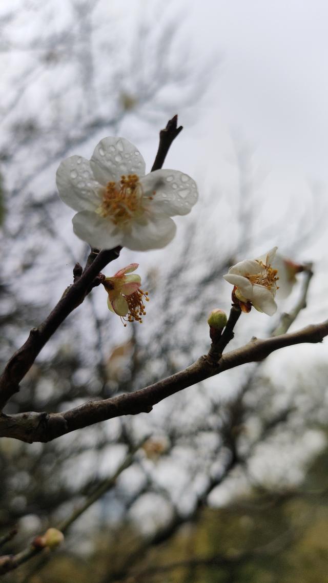 南宁石门公园梅花开成冬日限定的“雪”
