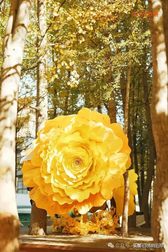 赏银杏、会海鸥，邂逅一场丰容的“昆明式暖冬”