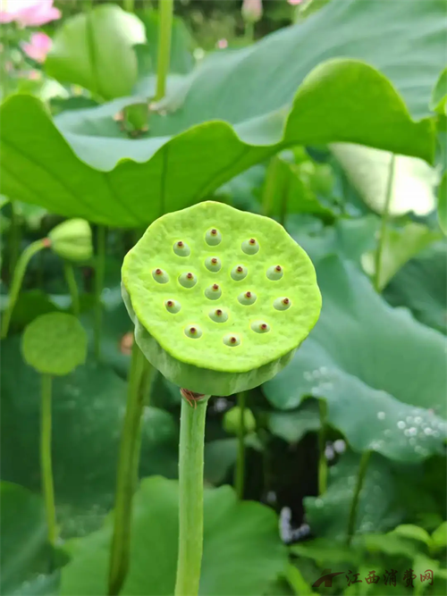 拍照打卡绝了，来上饶广信赴一场荷花之约！