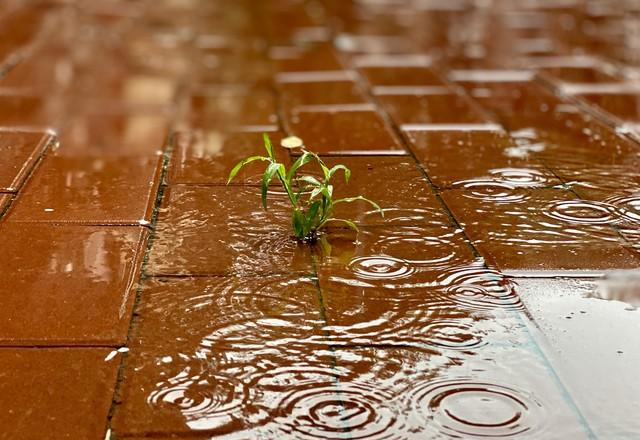 雨中奔跑：坚持还是放弃？