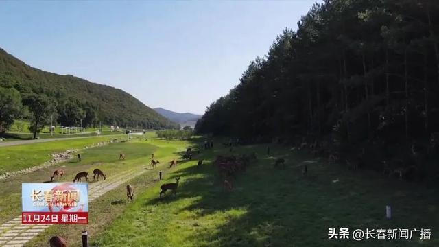 高质量发展新答卷丨双阳区：“鹿”鸣林海促融合 文旅赋能绘新卷