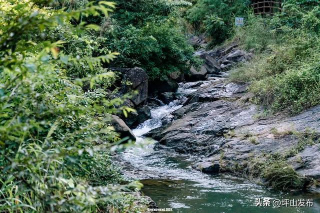 【网文】深圳风向:未来的坪山可能让你刮目相看