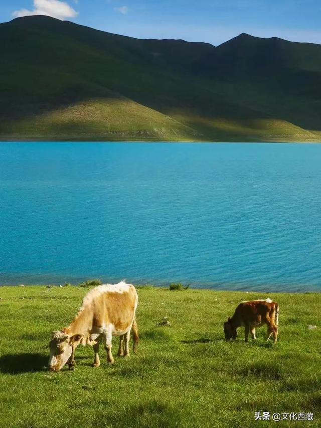 在八廓街偶遇王菲？照着这份西藏旅游攻略，轻松玩转明星同款旅程！