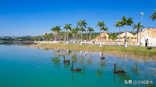 谁懂啊！建水五龙湖新来的黑天鹅，直接美成冬日童话