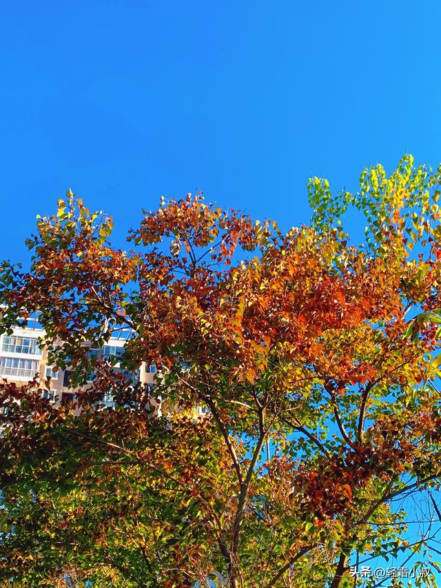 秋霜寒，秋叶艳，秋林醉，在家乡小城，邂逅一场姗姗来迟的秋景