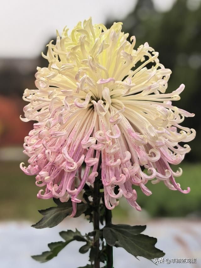 秋风独宠一园菊，晚来香艳出樊篱——北京北海公园2025年菊花展