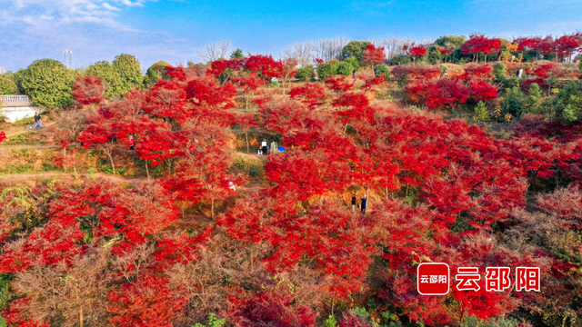 四季可赏！北塔生态园红枫“枫”景独好