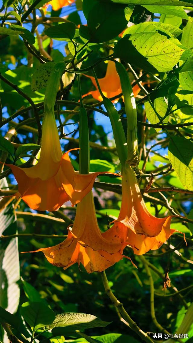 每日一景|西双版纳野象谷风景区