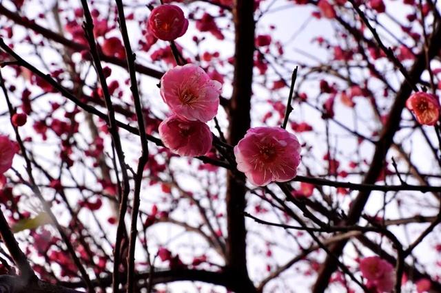 轨道公交直达！重庆红梅花海已上线，速来打卡→