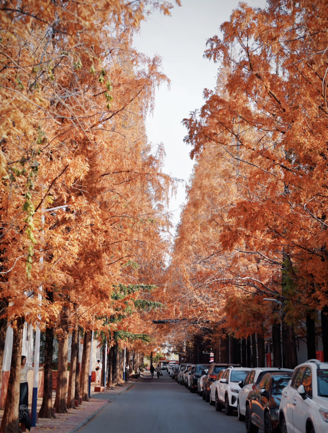 临沂市区赏秋地图出炉！红枫、银杏、落叶道…承包你的秋日朋友圈