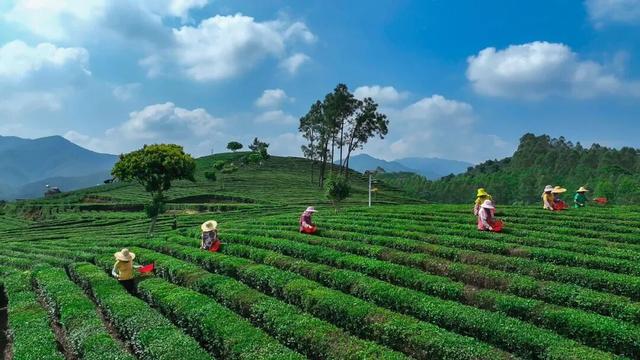 “冬养罗浮”康养品牌发布！在引领区过冬是怎样一种体验？