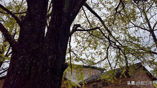 游长岗岭古村，观飘黄银杏