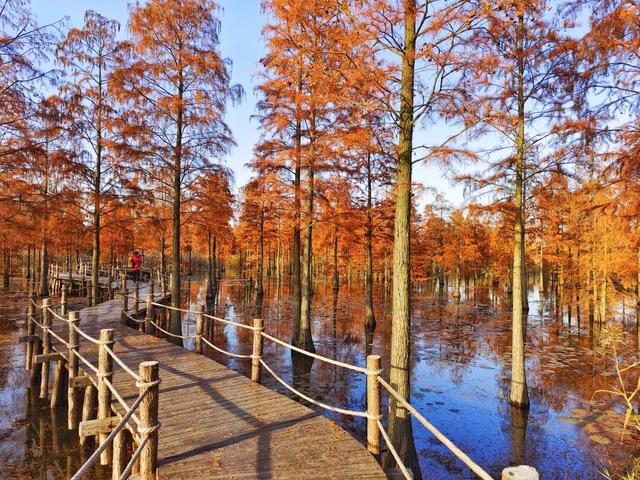 高铁1h！比西安秀美！这座千年古都秋色绝了！高光仅20天！