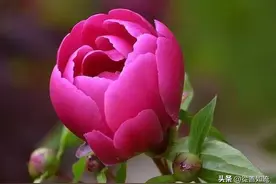 芍药之医治效用及应用上之注意-(日）汤本求真图片