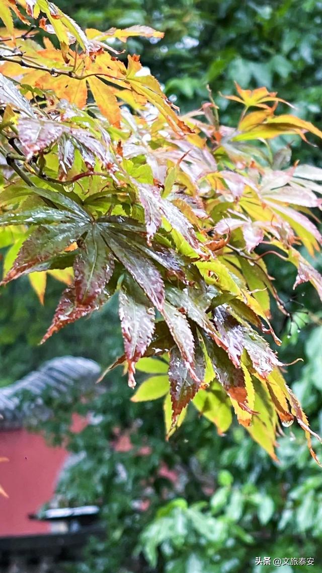 跟着节气游泰安 | 千年古寺雨后秒变“人间水墨”，小泰来避雨意外拍出了人生照片！