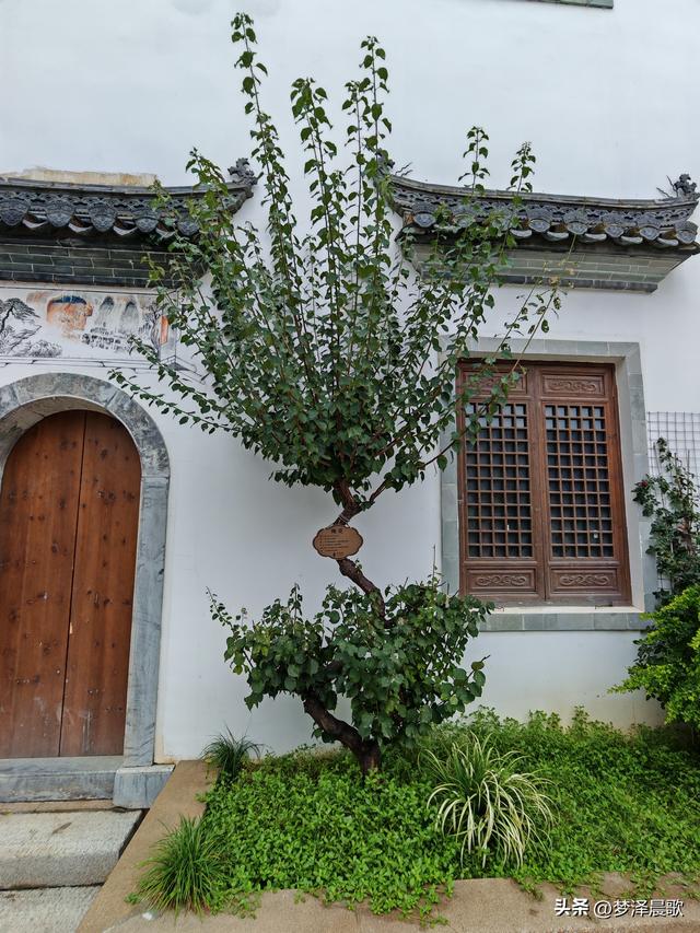 祥云湾竹木赋 ——癸卯秋日云梦纪行