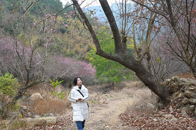 百余亩古梅盛放！除了林阳寺，福州这里也很“梅”好