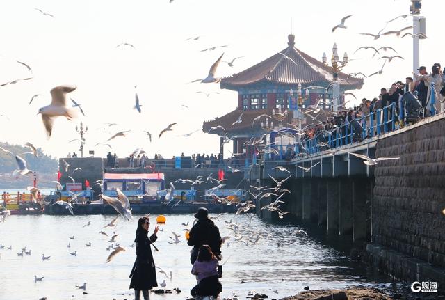 蓝天白云间“名场面”：海鸥翩跹，人鸥同乐