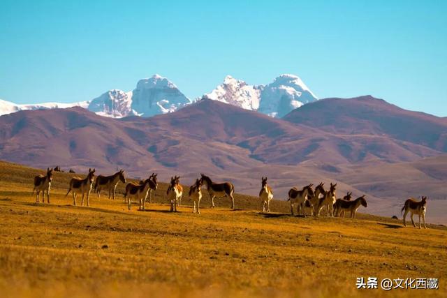 疯狂心动！哲古草原秋日限定景观，藏着西藏最野的浪漫！