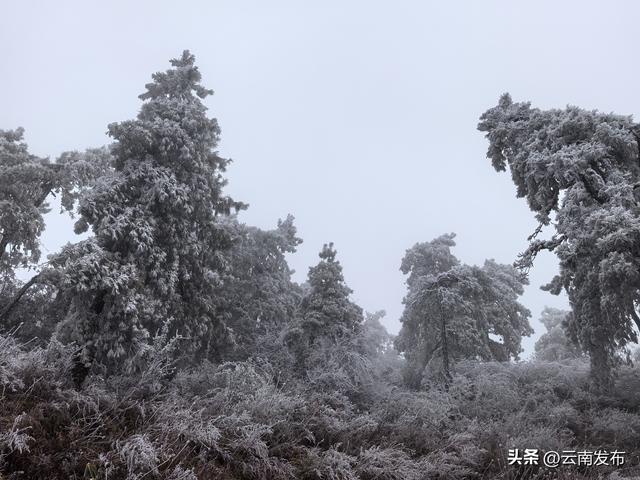 今年第一场雾凇,你追到了吗？