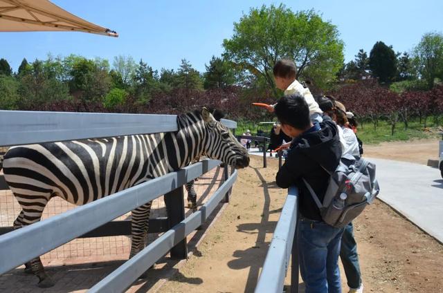 潍坊人有自己的“疯狂动物城”！冲！冲！冲！