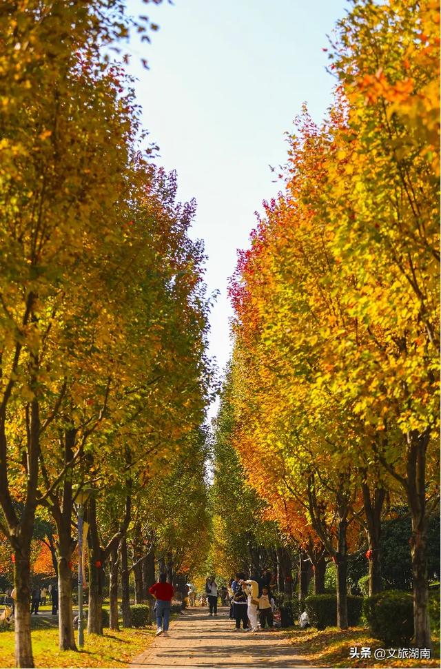 限时绝美!长沙初冬“顶流”上线