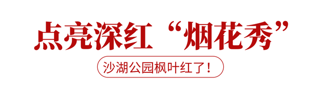 太出片了！这里的枫叶红了，乌桕美了！网友：原来武汉的秋天这么多情！
