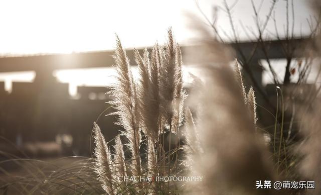 武汉秋日漫步，芦苇摇摆梧桐金黄，这些美景让人流连忘返