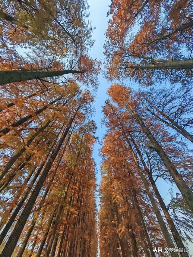 涢水湿地迷人红杉林 冬日画卷中的生态诗篇