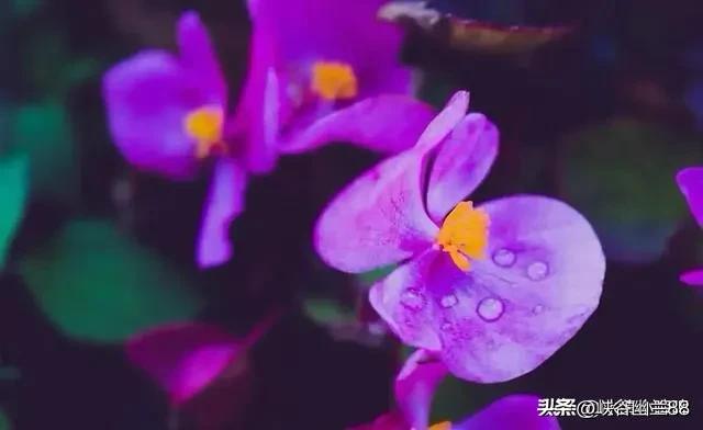 古代小妾除了满足丈夫的生理需求和生孩子，还有一个变态的作用
