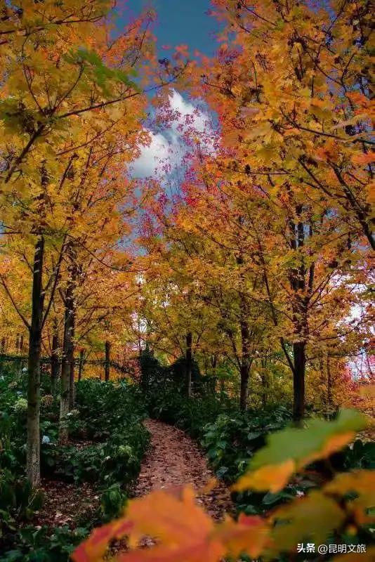 美上央媒！昆明红了！走走走，打卡最美枫景去，超全攻略速收藏→