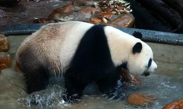 东边邻国马上看不到，国人真有福！几个能看熊猫的景点赶紧去打卡